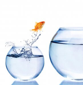 Jumping, Goldfish, Fish.